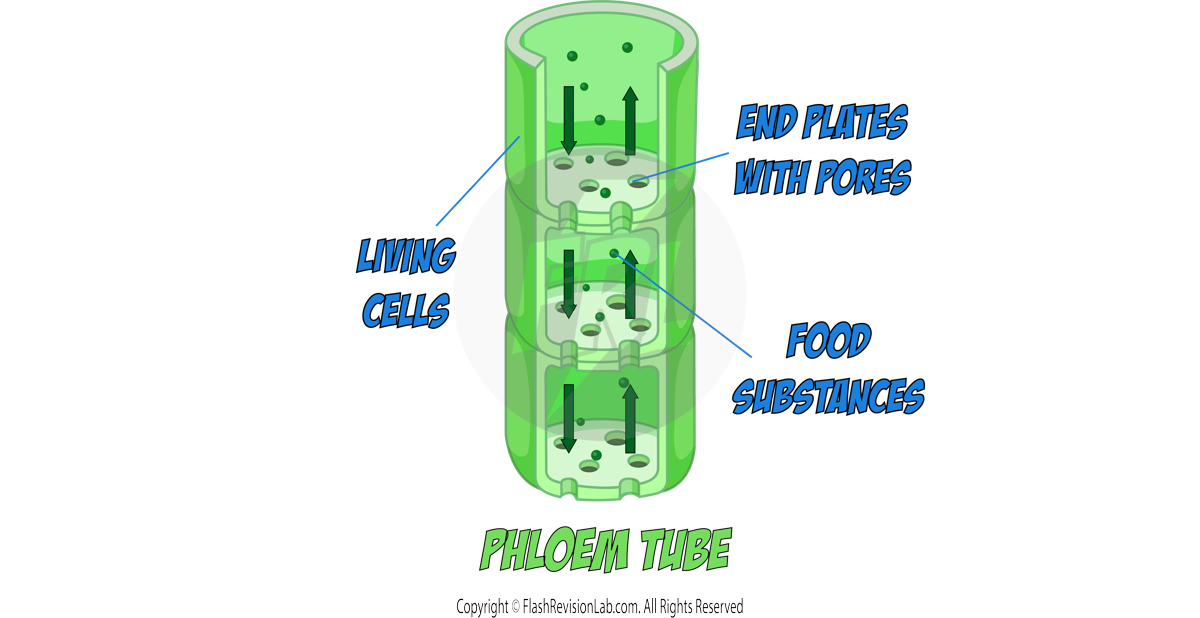 Phloem